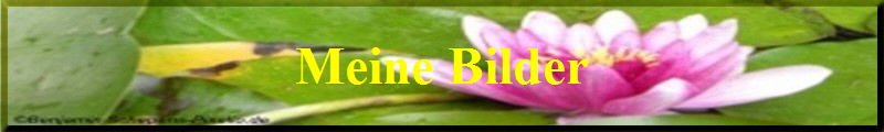 Meine Bilder