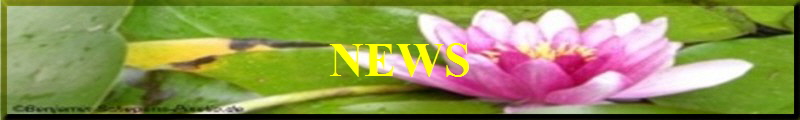 NEWS